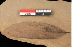 Foto (Detailansicht) von Quercus palaeoilex Ettingshausen (NHMW-GEO-2024-0188-0750)